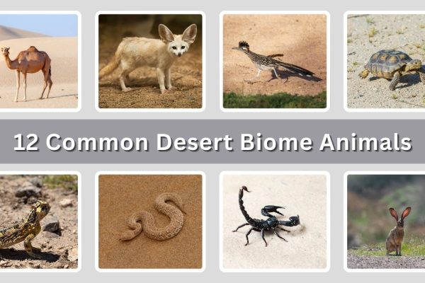 12 Common Desert Biome Animals: Identification with Picture