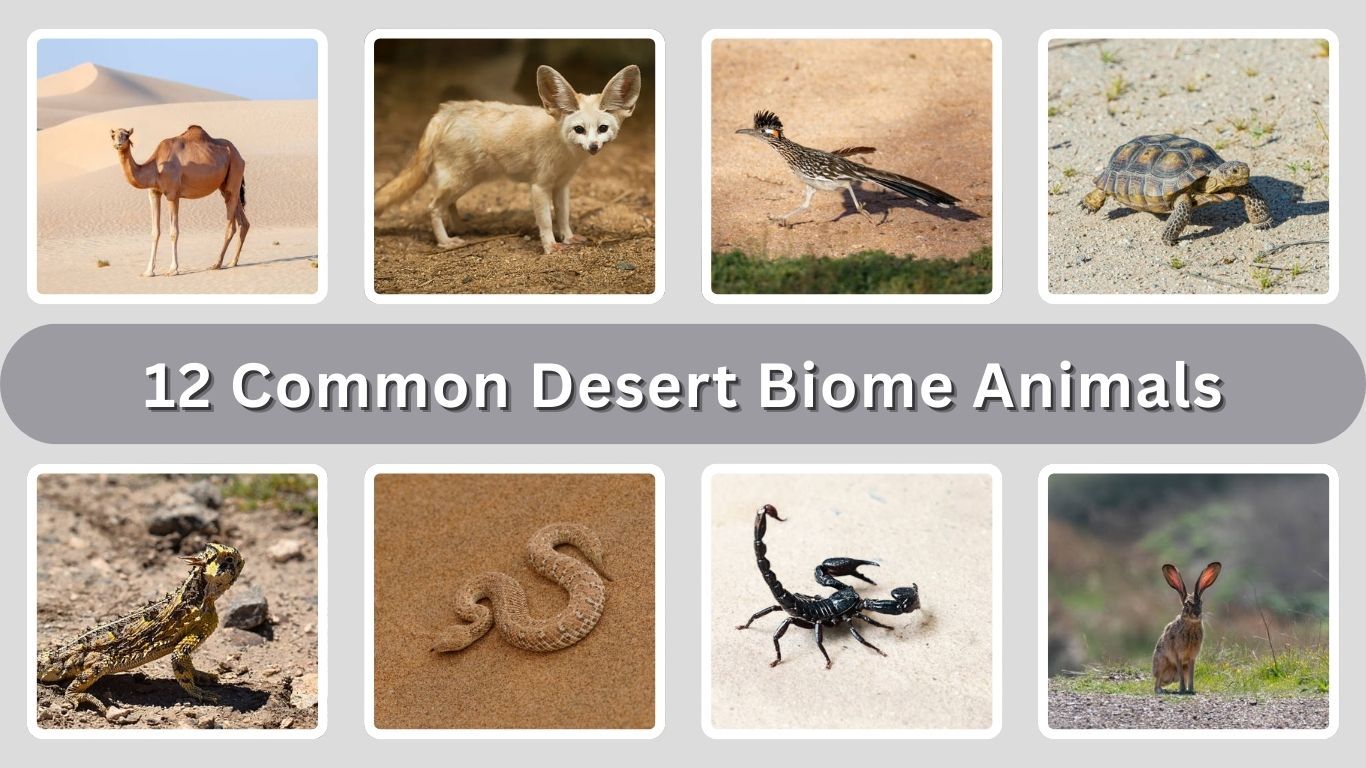 12 Common Desert Biome Animals: Identification with Picture