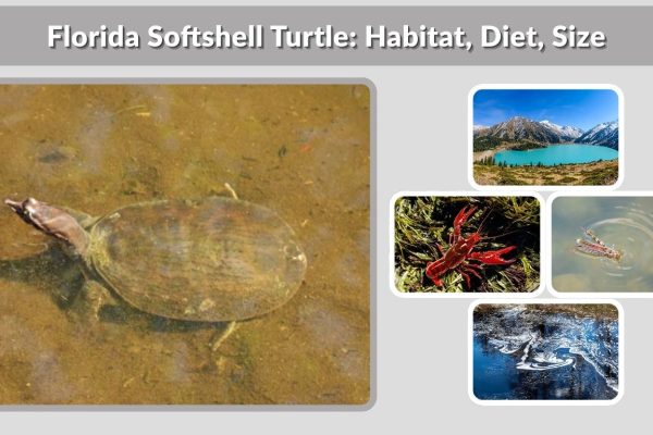 Florida Softshell Turtle: Habitat, Diet, Size & Lifespan Guide