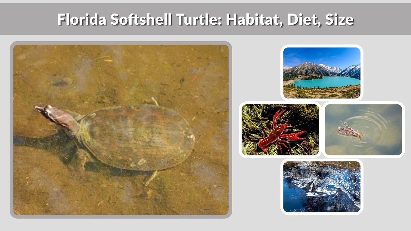 Florida Softshell Turtle: Habitat, Diet, Size & Lifespan Guide