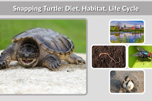 Snapping Turtle: Diet, Habitat, Life Cycle & Baby Facts