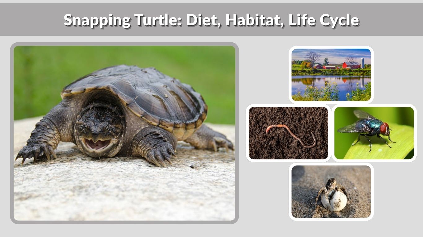 Snapping Turtle: Diet, Habitat, Life Cycle & Baby Facts