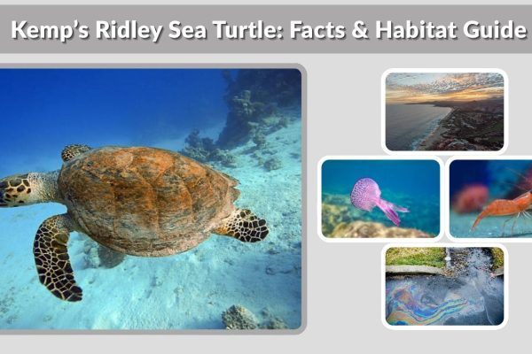 Kemp’s Ridley Sea Turtle: Facts & Habitat Guide