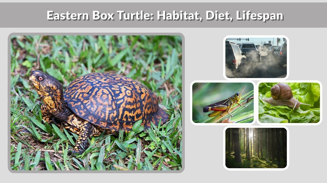 Eastern Box Turtle: Habitat, Diet, Lifespan & Life Cycle
