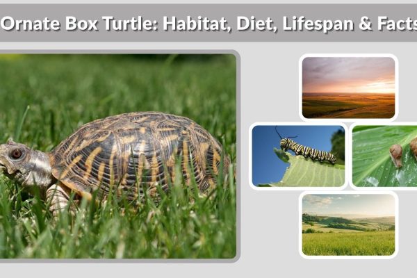 Ornate Box Turtle: Habitat, Diet, Lifespan & Facts