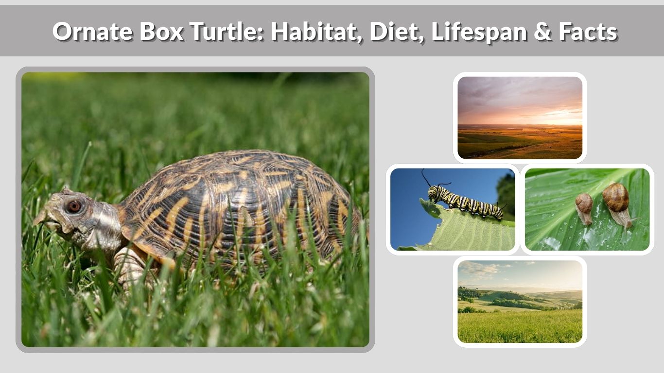 Ornate Box Turtle: Habitat, Diet, Lifespan & Facts
