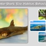 Cookiecutter Shark: Size, Habitat, Behavior & Facts