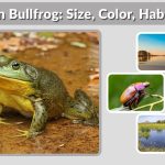 American Bullfrog: Size, Color, Habitat, Diet, Lifecycle & Lifespan