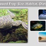 African Clawed Frog: Size, Habitat, Diet, Lifespan & Care Guide