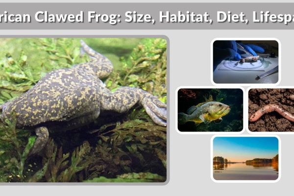 African Clawed Frog: Size, Habitat, Diet, Lifespan & Care Guide