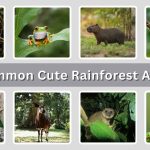 10 Common Cute Rainforest Animals: Identification with Picture