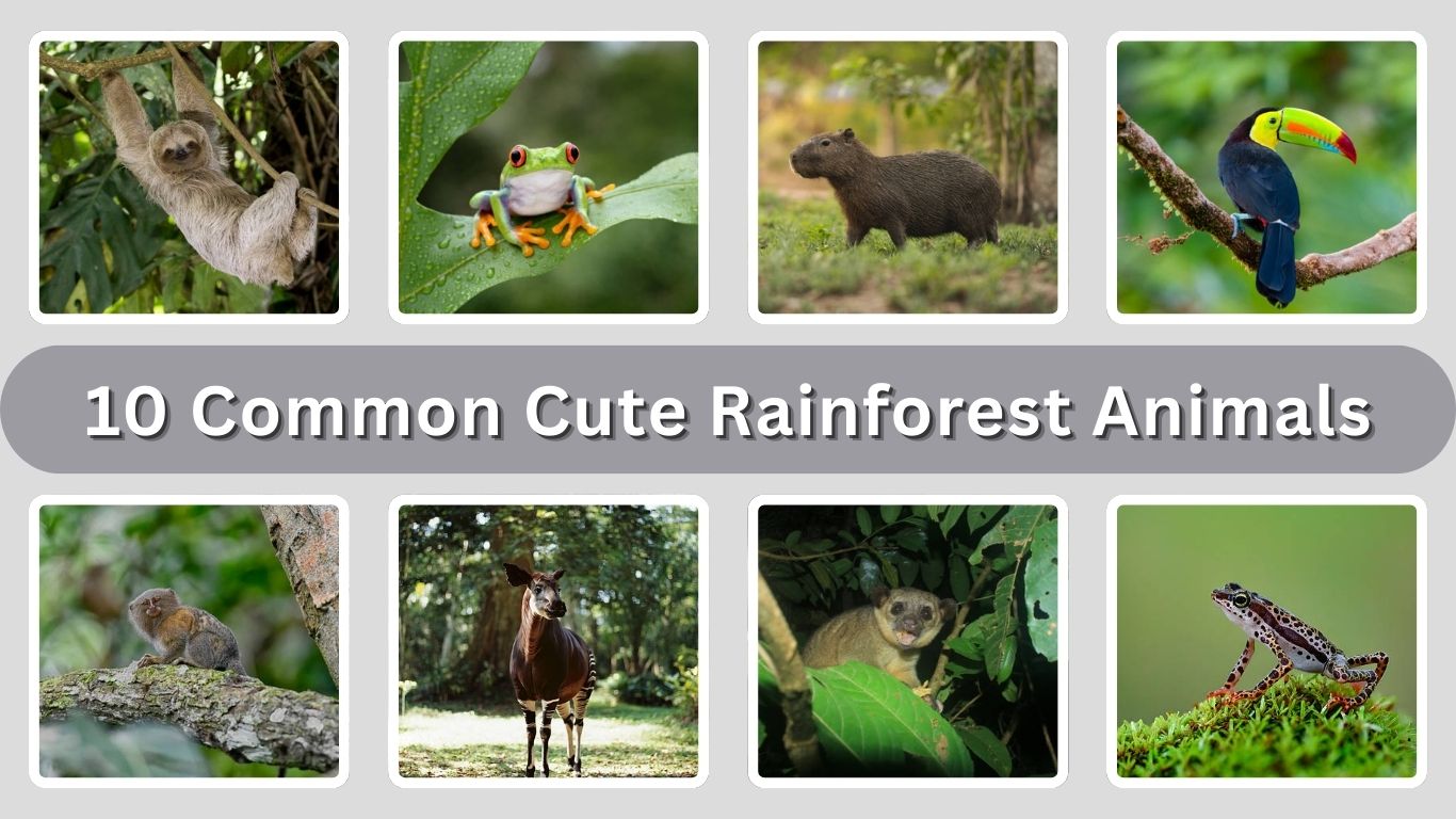 10 Common Cute Rainforest Animals: Identification with Picture
