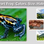 Poison Dart Frog: Colors, Size, Habitat, Diet, Toxicity & Lifespan