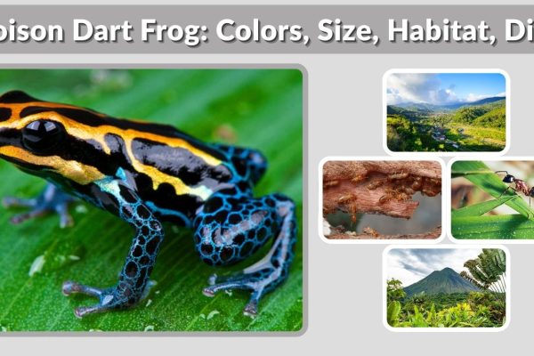 Poison Dart Frog: Colors, Size, Habitat, Diet, Toxicity & Lifespan