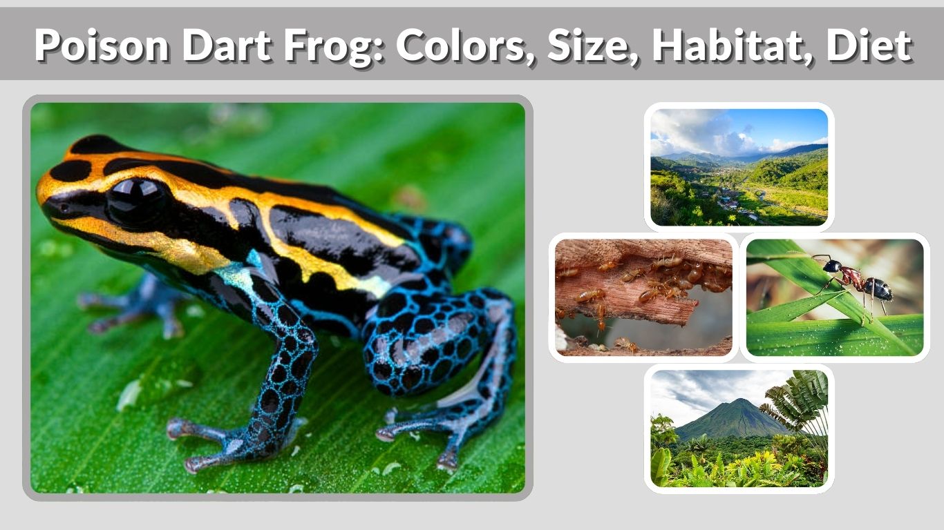 Poison Dart Frog: Colors, Size, Habitat, Diet, Toxicity & Lifespan