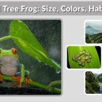 Red-Eyed Tree Frog: Size, Colors, Habitat, Diet, Lifespan & Facts