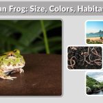 Pacman Frog: Size, Colors, Habitat, Diet & Lifespan Guide
