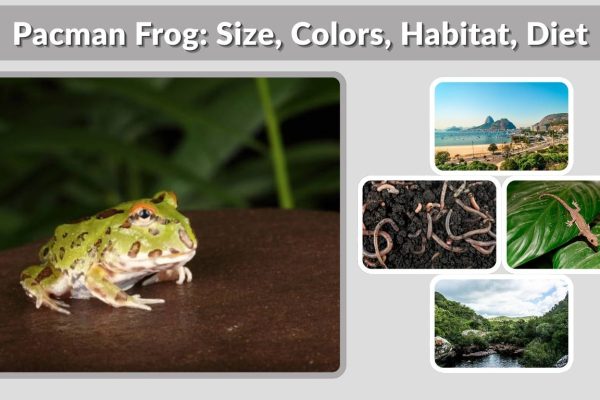Pacman Frog: Size, Colors, Habitat, Diet & Lifespan Guide