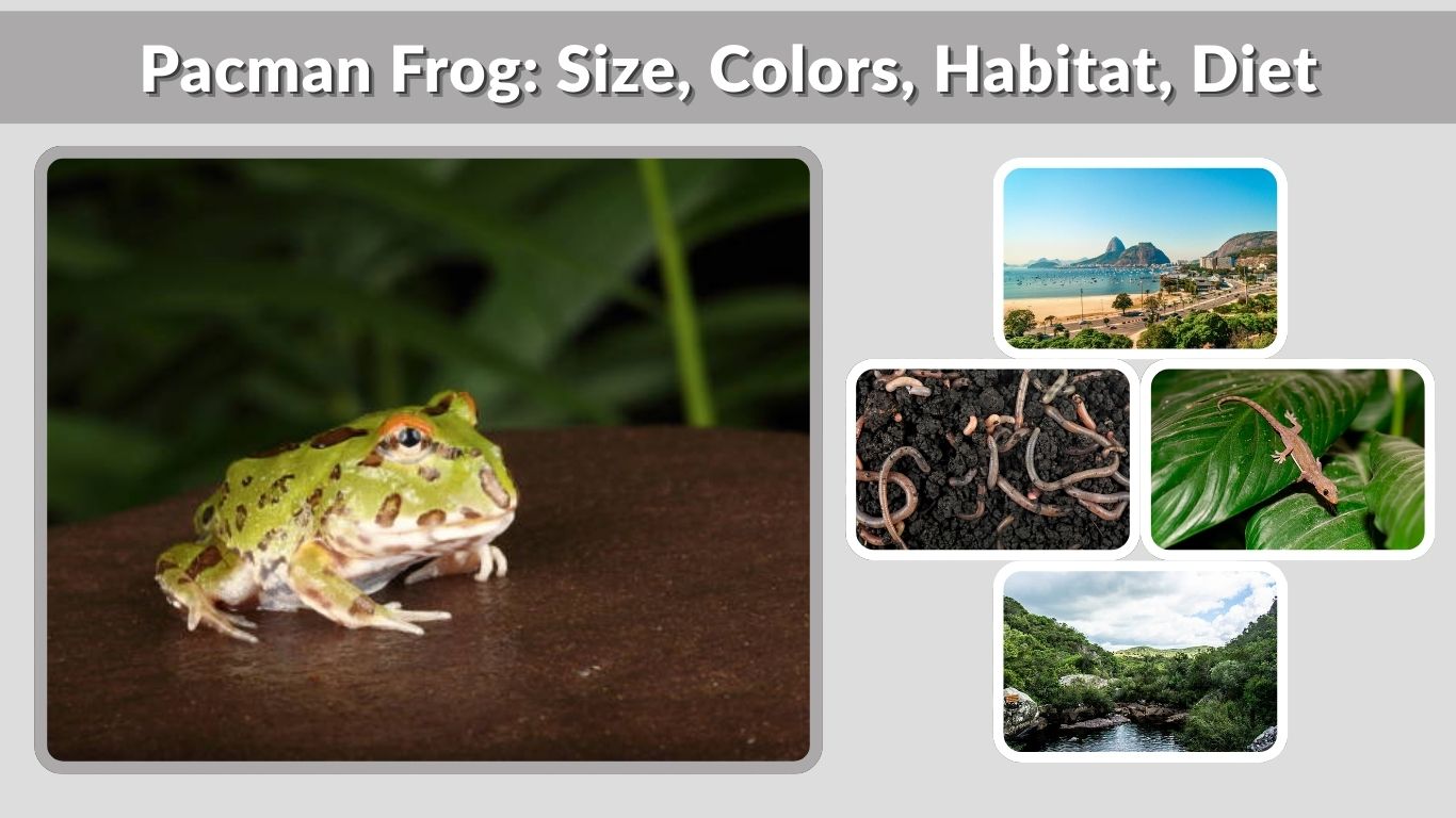Pacman Frog: Size, Colors, Habitat, Diet & Lifespan Guide