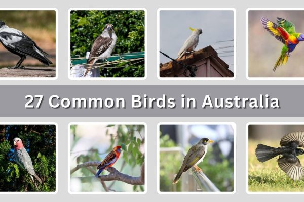 27 Common Birds in Australia: Identification With Picture