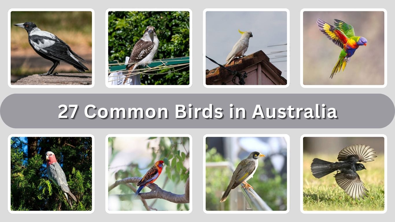 27 Common Birds in Australia: Identification With Picture