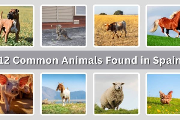 12 Common Animals Found in Spain and Their Importance
