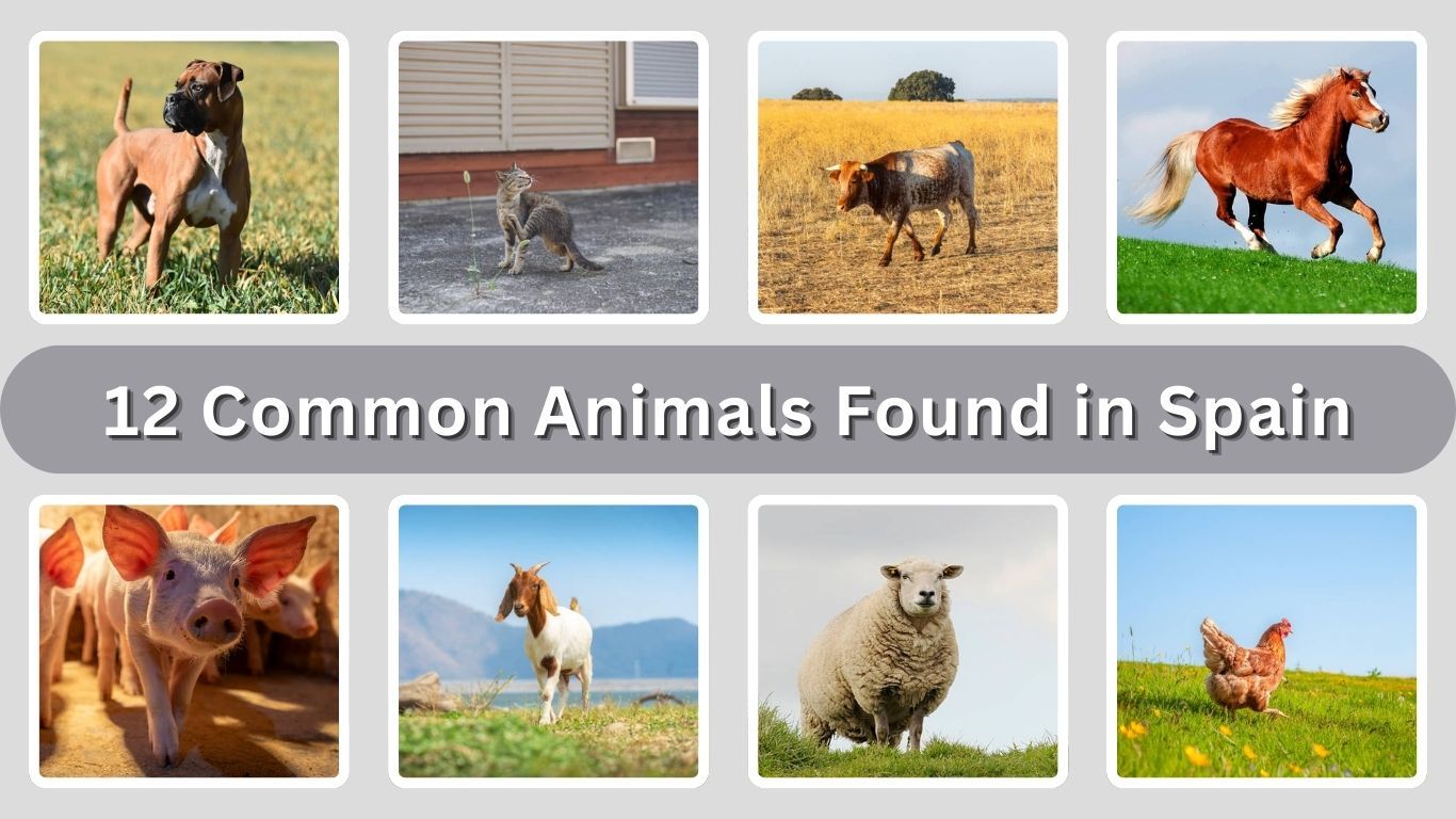 12 Common Animals Found in Spain and Their Importance