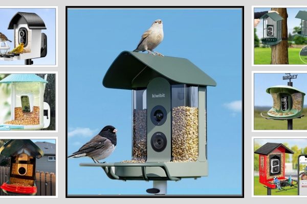 7 Best Live Bird Feeder Cameras: Review in 2026