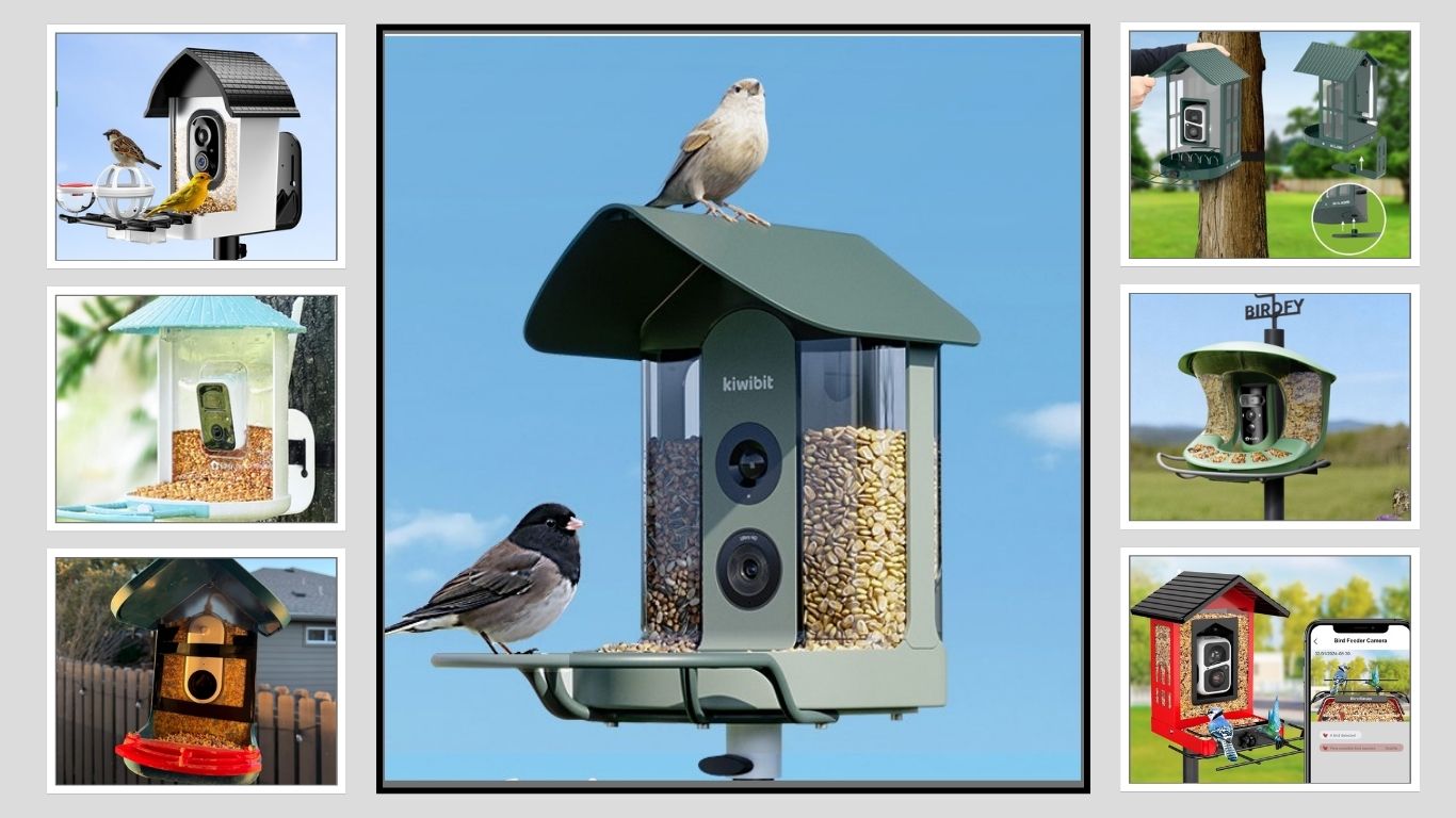 7 Best Live Bird Feeder Cameras: Review in 2026