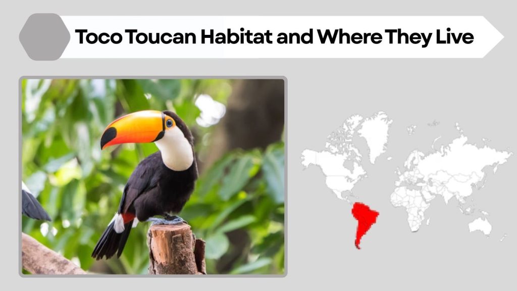 Toco Toucan Habitat and Where They Live