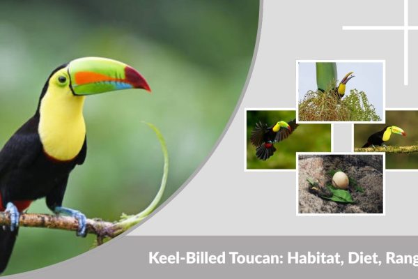 Keel-Billed Toucan: Habitat, Diet, Range, and Fascinating Facts