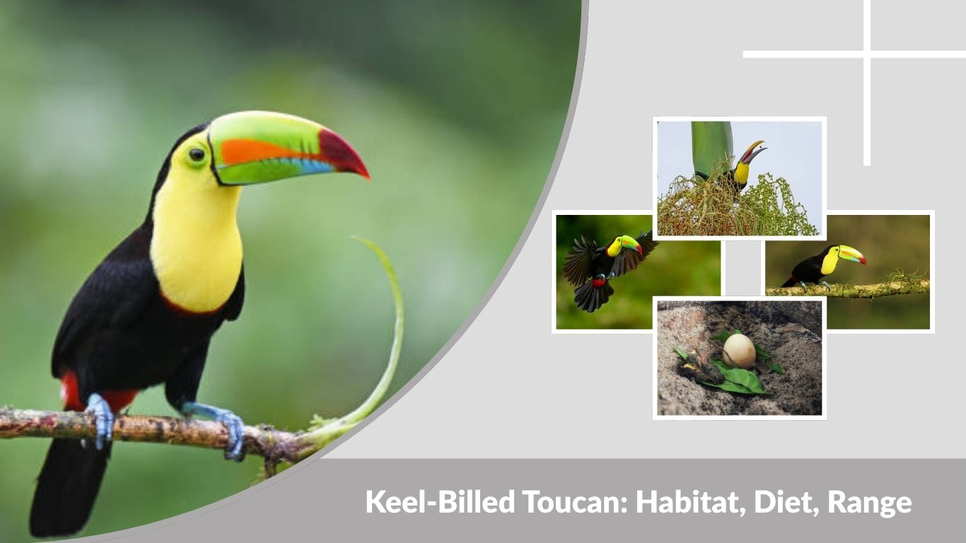 Keel-Billed Toucan: Habitat, Diet, Range, and Fascinating Facts