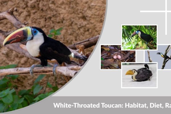 White-Throated Toucan: Habitat, Diet, Range, and Key Facts