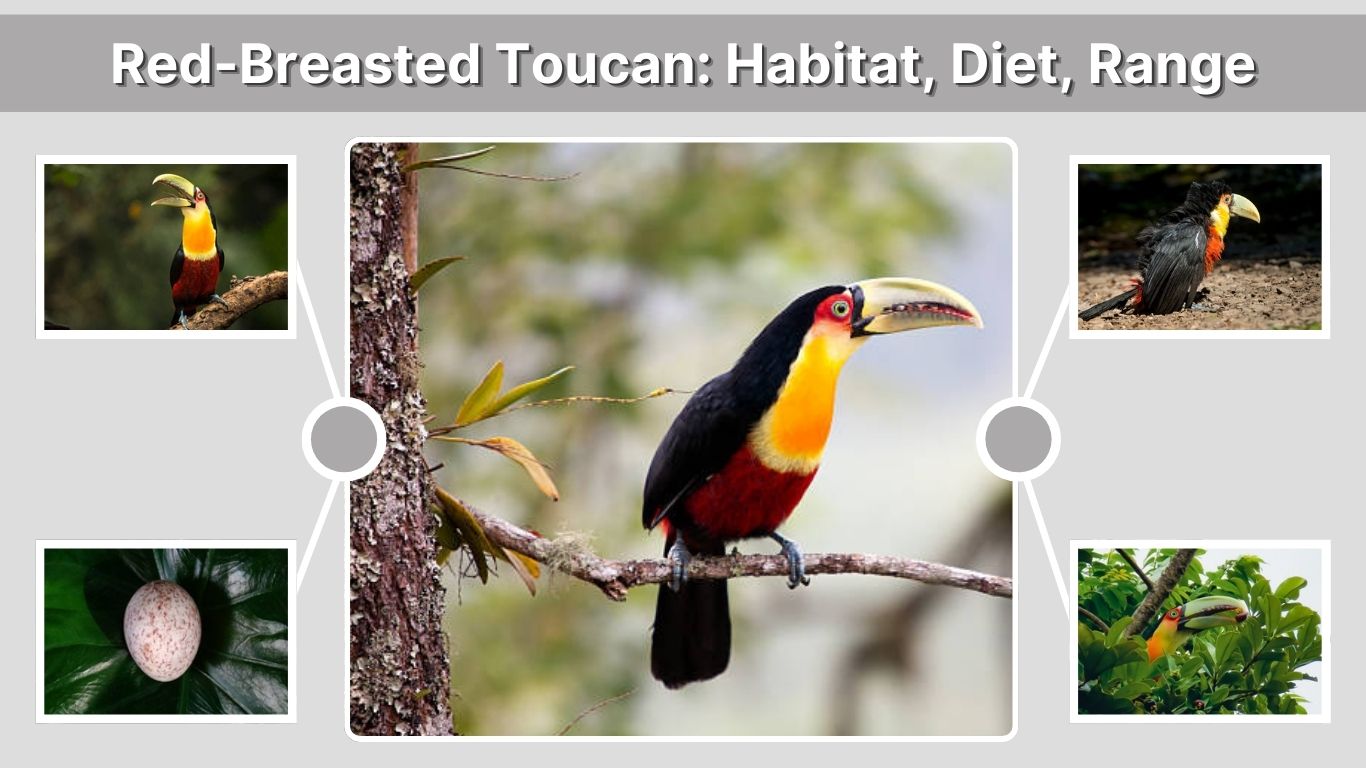 Red-Breasted Toucan: Habitat, Diet, Range, and Key Facts