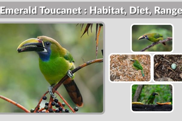 Emerald Toucanet : Habitat, Diet, Range, and Key Facts