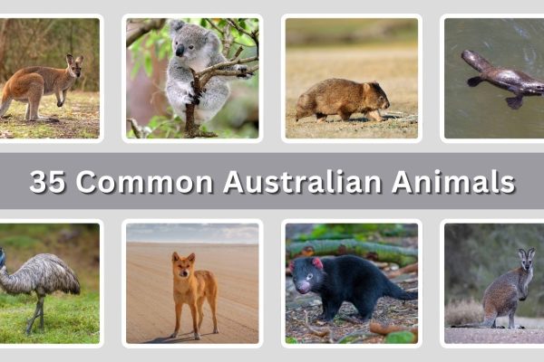 35 Common Australian Animals: Identification With Picture