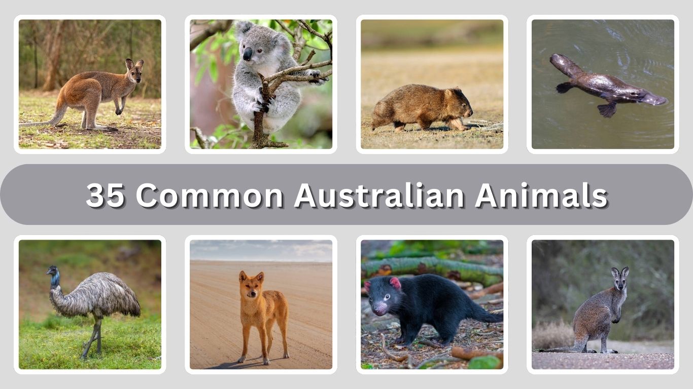 35 Common Australian Animals: Identification With Picture