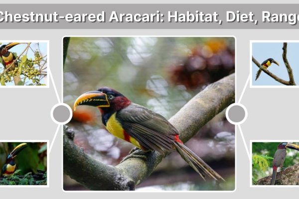 Chestnut-eared Aracari: Habitat, Diet, Range, and Fascinating Facts