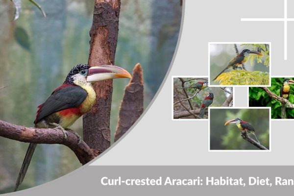 Curl-crested Aracari: Habitat, Diet, Range, and Fascinating Facts