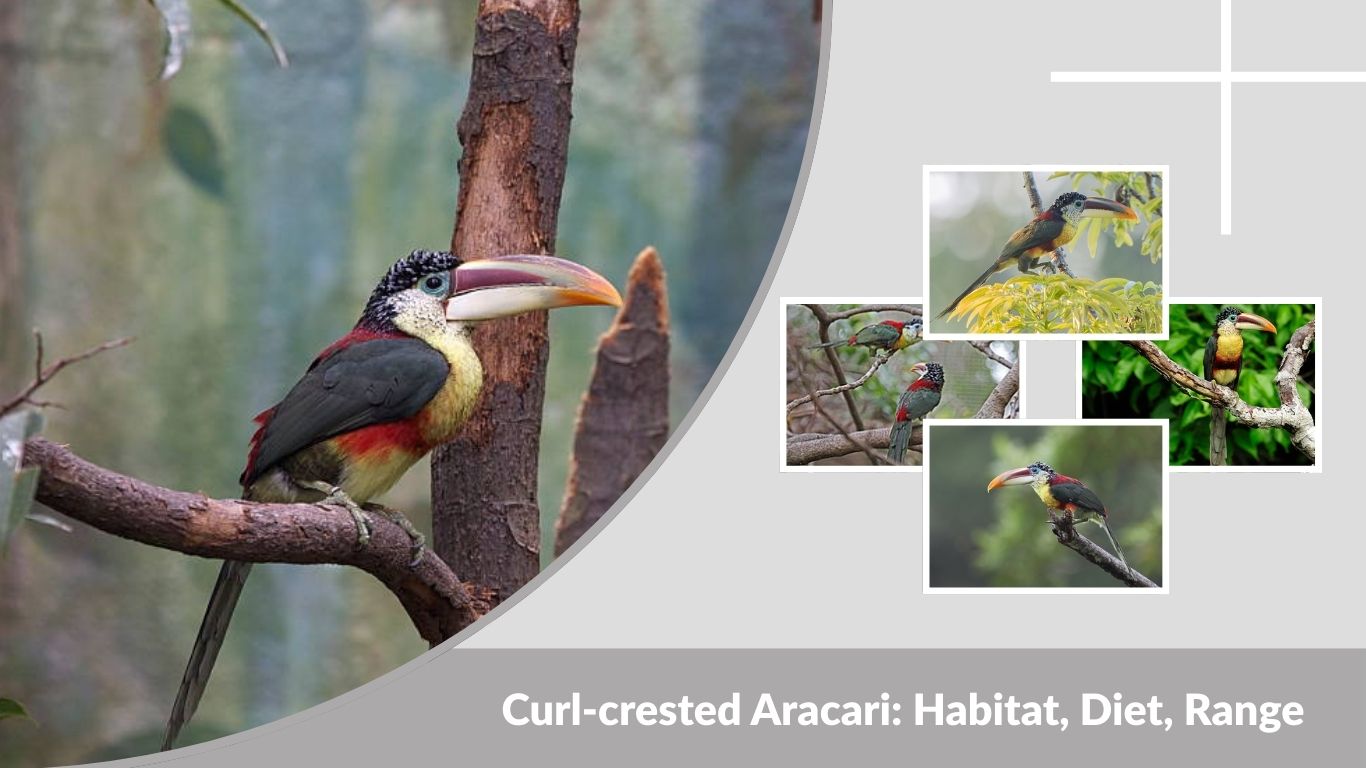 Curl-crested Aracari: Habitat, Diet, Range, and Fascinating Facts
