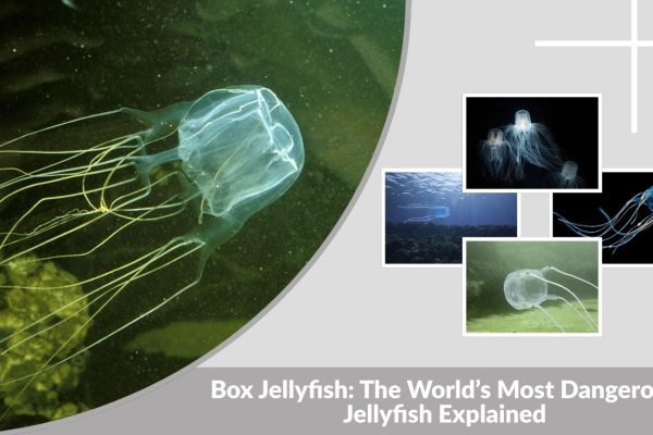 Box Jellyfish: The World’s Most Dangerous Jellyfish Explained