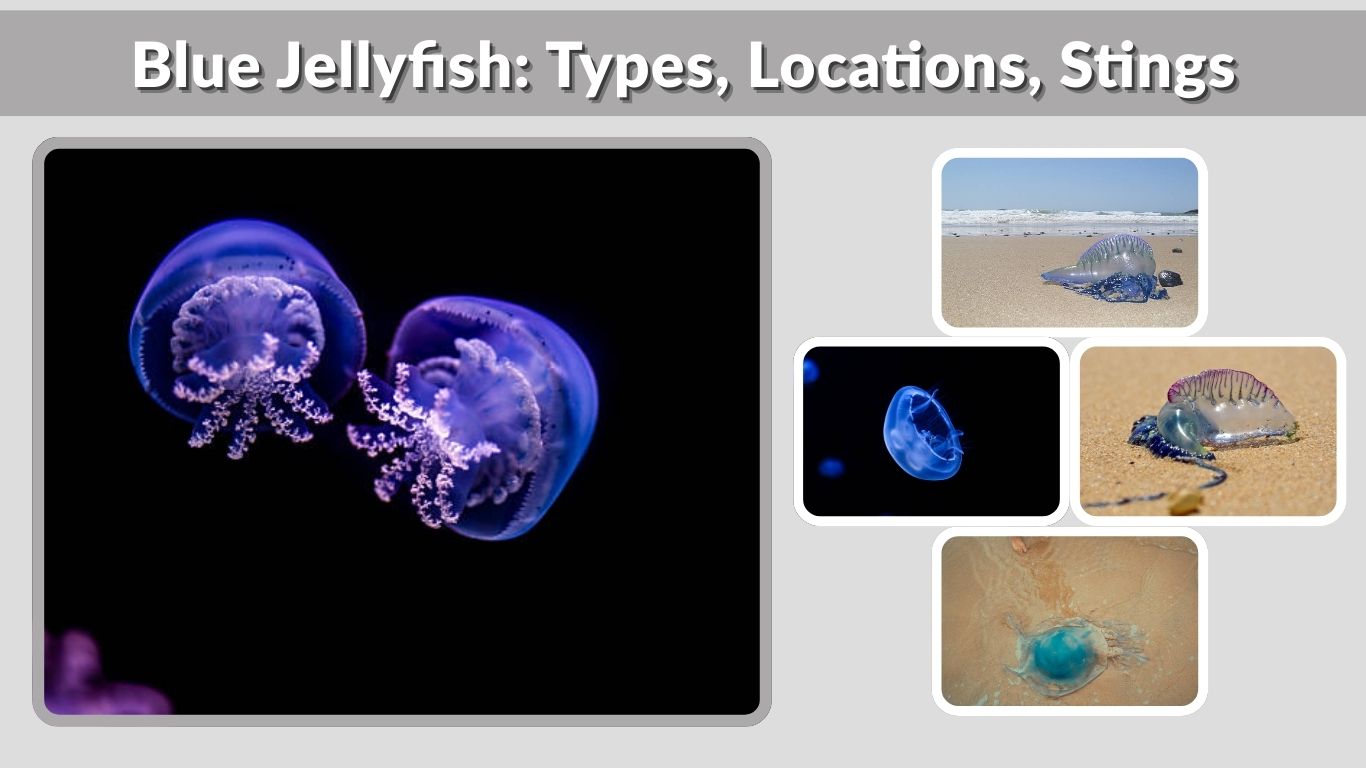 Blue Jellyfish: Types, Locations, Stings, and Fascinating Facts