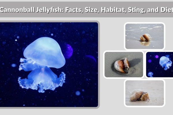 Cannonball Jellyfish: Facts, Size, Habitat, Sting, and Diet
