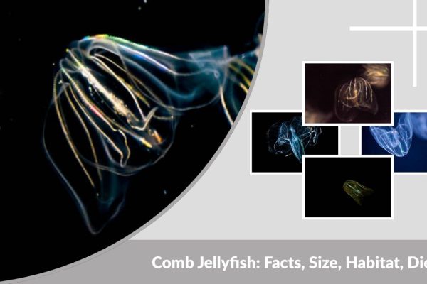 Comb Jellyfish: Facts, Size, Habitat, Diet, and Bioluminescence