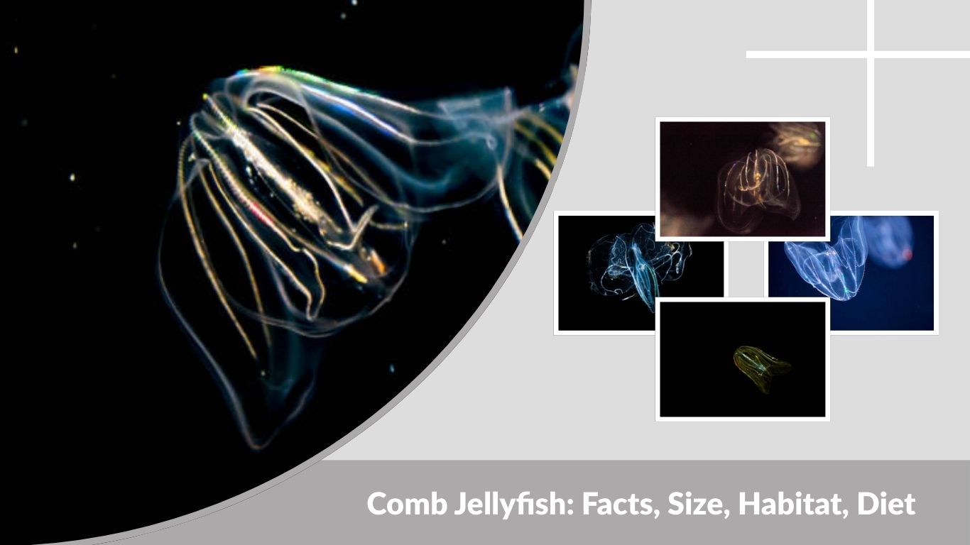 Comb Jellyfish: Facts, Size, Habitat, Diet, and Bioluminescence