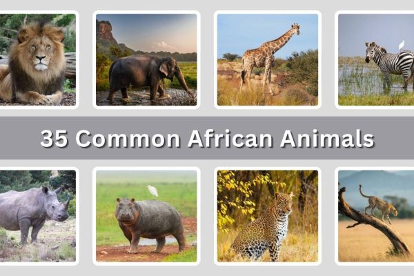 35 Common African Animals: Identification With Picture
