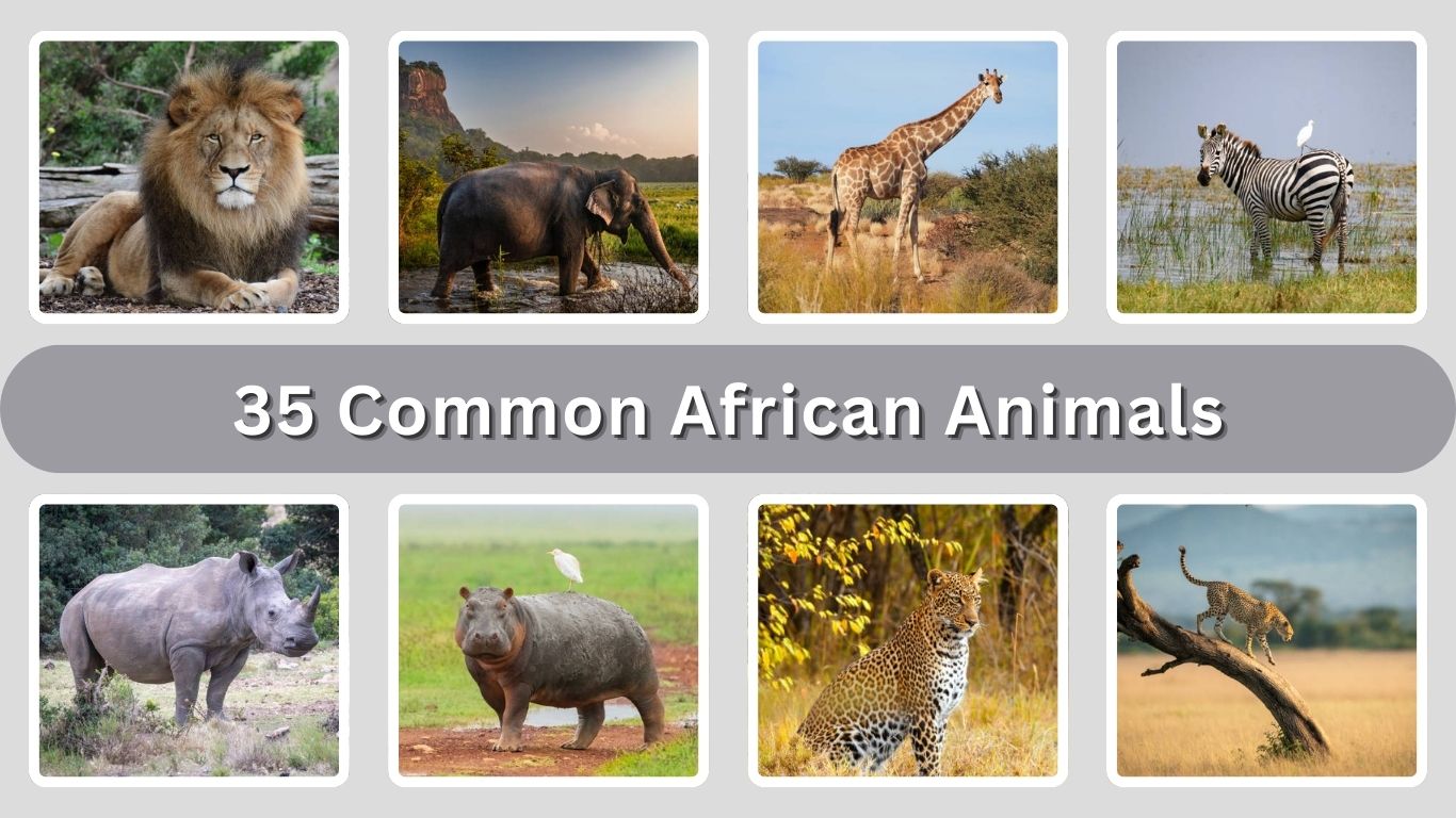 35 Common African Animals: Identification With Picture