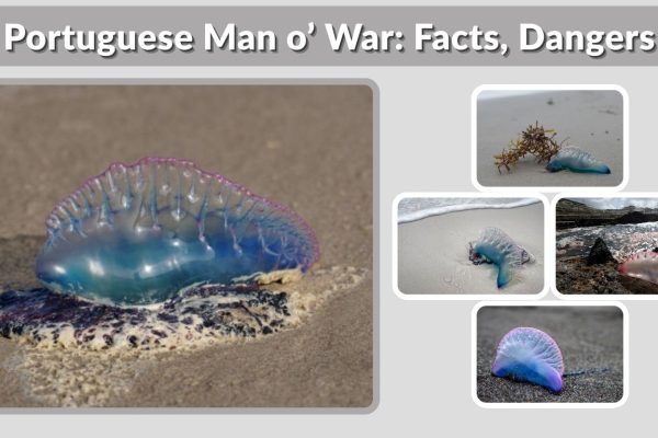 Portuguese Man o’ War: Facts, Dangers, and Safety Tips
