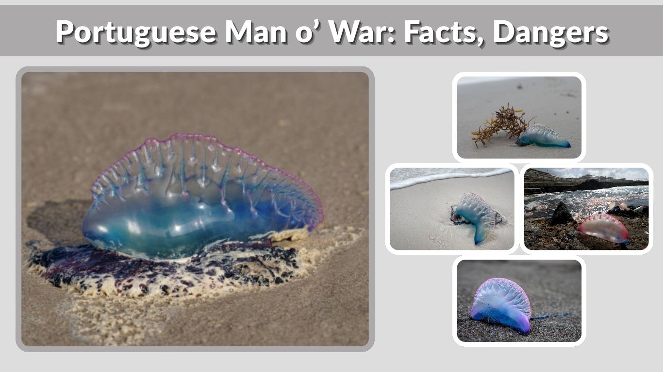 Portuguese Man o’ War: Facts, Dangers, and Safety Tips