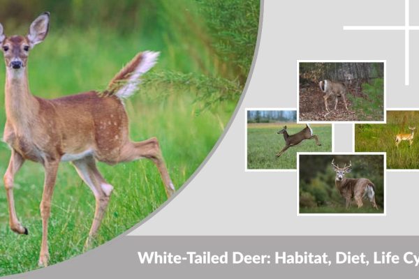White-Tailed Deer: Habitat, Diet, Life Cycle, and Key Facts